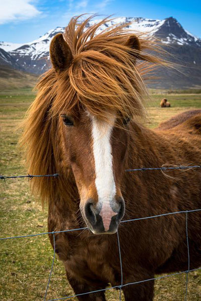 Island Pferd